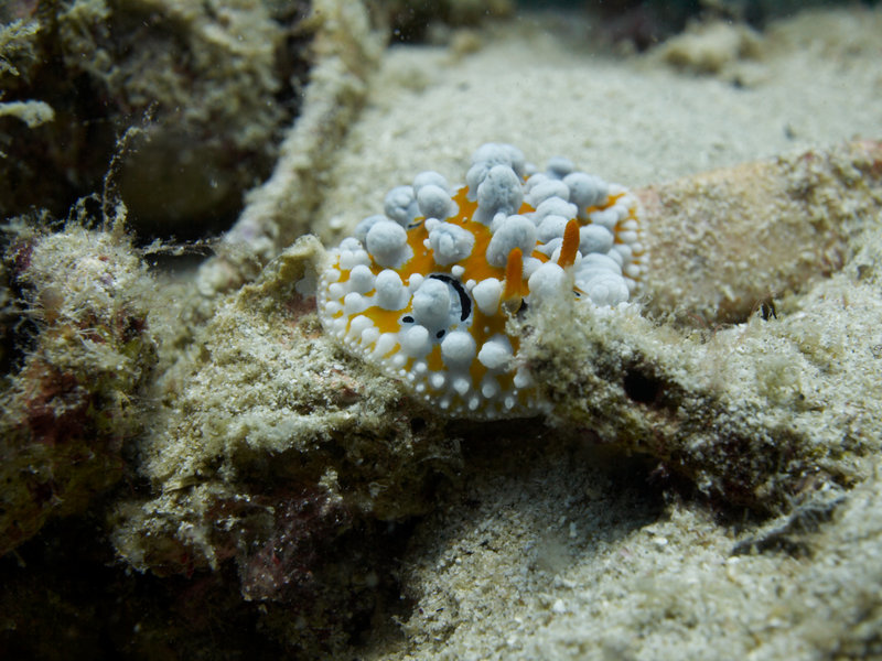 Wart slug
